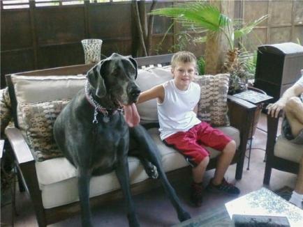 Cel mai mare câine din lume (FOTO)